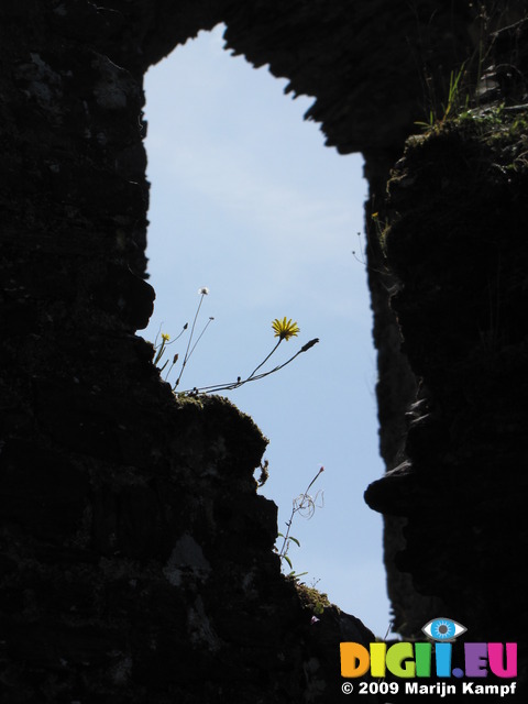 SX09375 Yellow flower in window of Restormel Castle